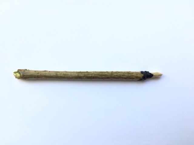 Pinceau fibres végétales et sureau