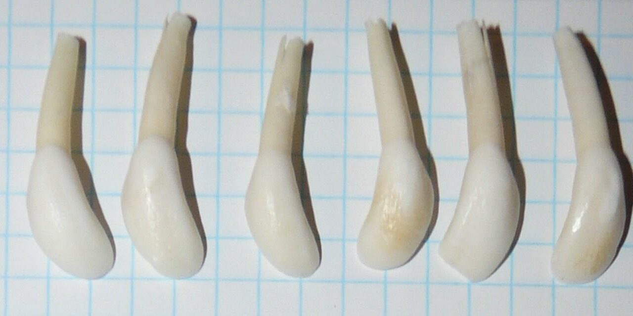 Petites incisives de cerfs (unité)