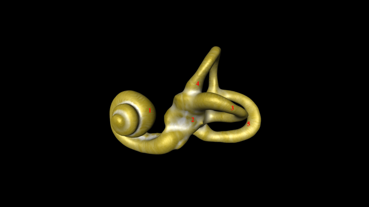 Reconstruction 3D du labyrinthe osseux de l’oreille interne humaine
