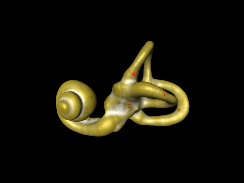 Reconstruction 3D du labyrinthe osseux de l’oreille interne humaine
