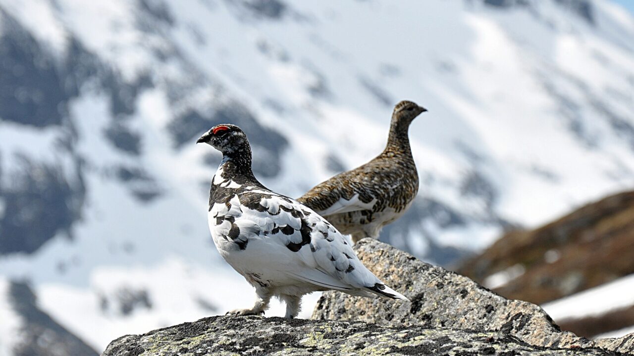 Lagopède alpin (Lagopus muta)