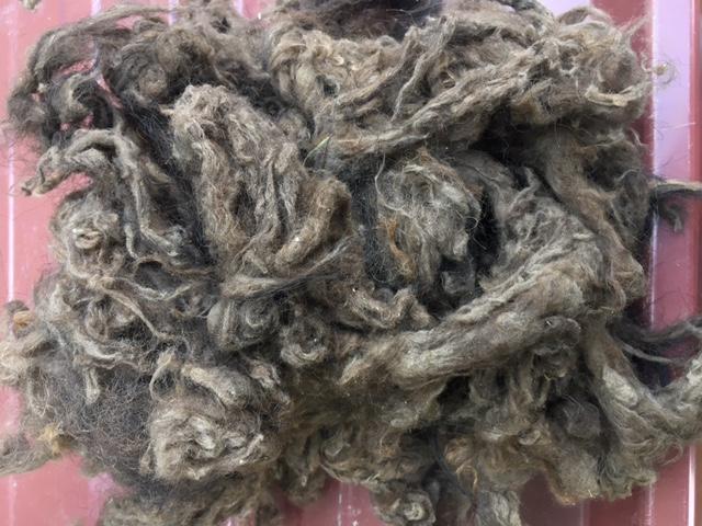 Laine de bison brute 150 g
