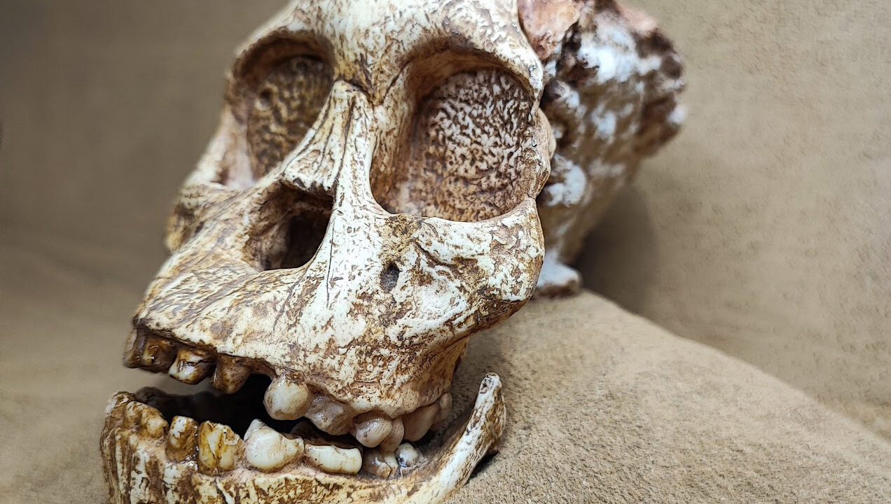 Moulage : Australopithecus africanus, L’Enfant de Taung