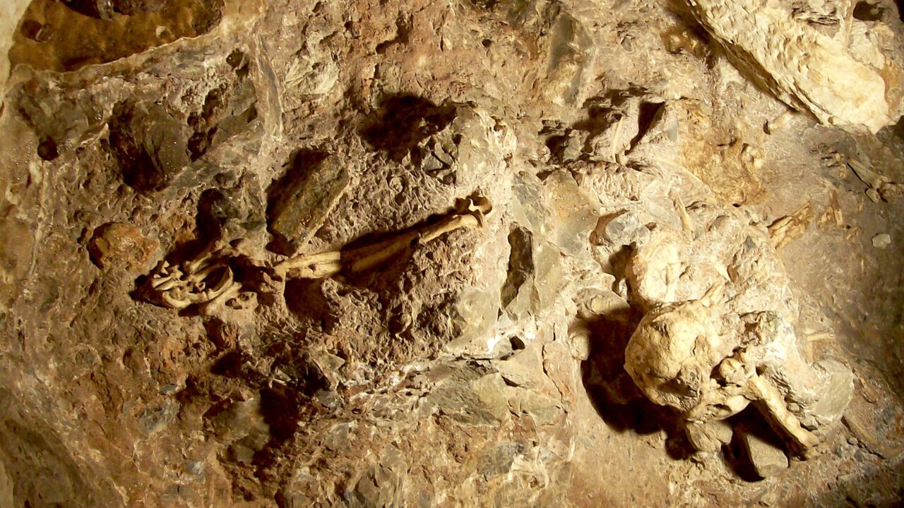 Le squelette de l’australopithèque Little Foot encore pris dans la roche de la grotte de Sterkfontein