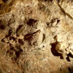 Little Foot (StW 573) en place dans la grotte de Sterkfontein