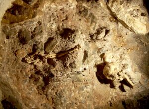 Le squelette de l’australopithèque Little Foot encore pris dans la roche de la grotte de Sterkfontein