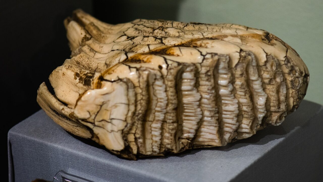 Molaire de mammouth aux lamelles d’émail, posée sur un socle de musée