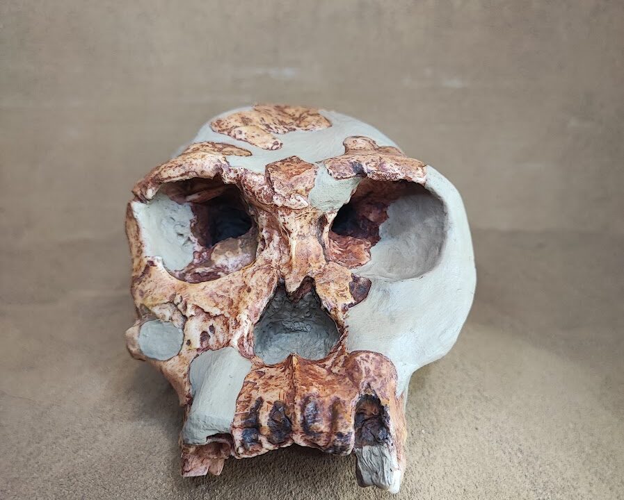 Moulage : Homo habilis, OH24, Twiggy