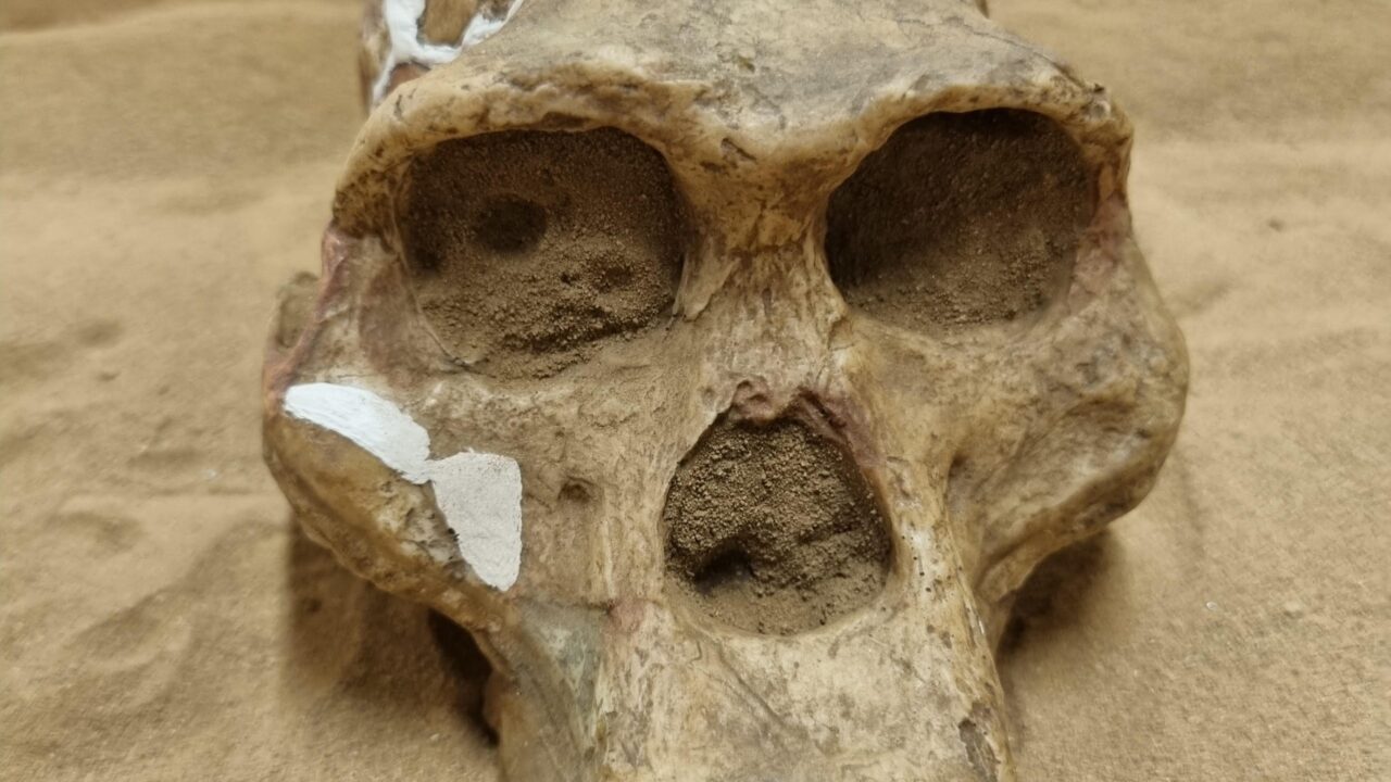 Moulage : Australopithecus africanus, STS-5, Mrs Ples
