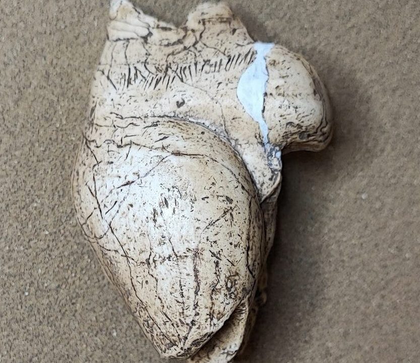 Moulage : « La Poire », Brassempouy, Gravettien