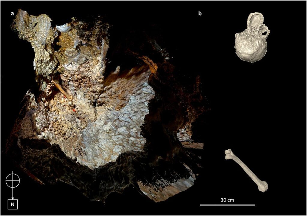 Modèle 3D de la chambre du squelette d’Altamura, avec le crâne et un fémur reconstitués