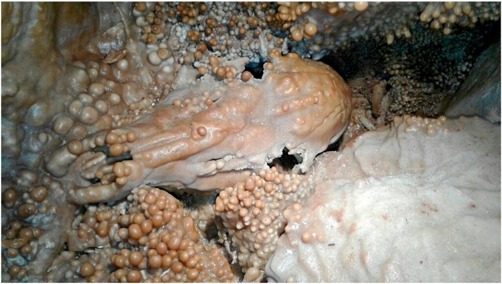 Crâne de cervidé recouvert de concrétions de calcite dans la grotte de Lamalunga