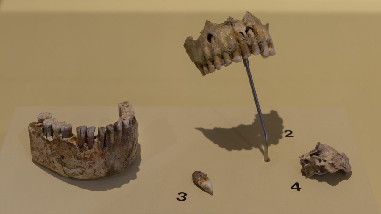 Restes néandertaliens des grottes d’Arcy-sur-Cure