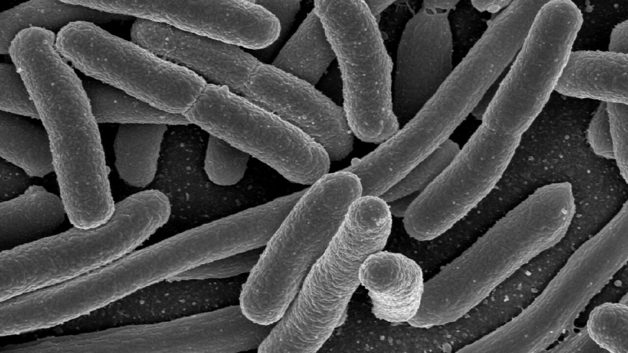 Bactéries intestinales (colibacilles) au microscope électronique