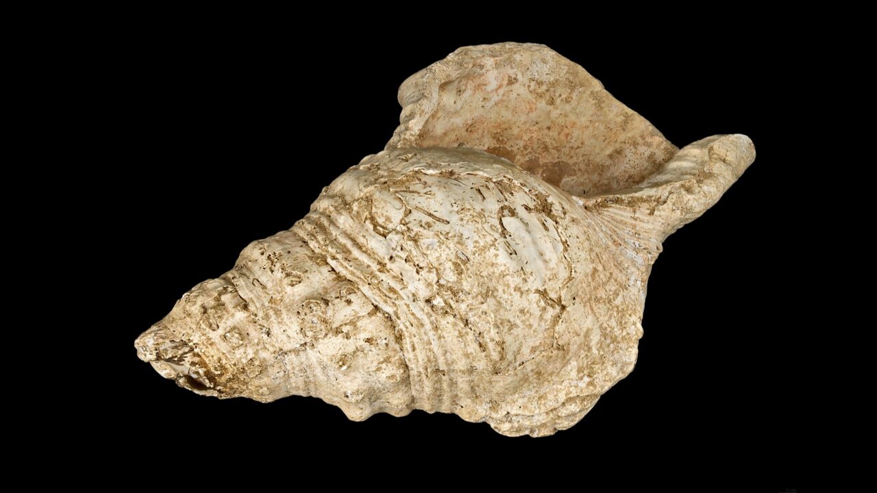 Conque magdalénienne de Marsoulas