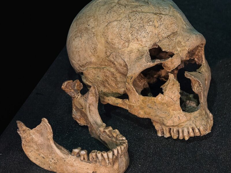 Le squelette néandertalien de La Ferrassie