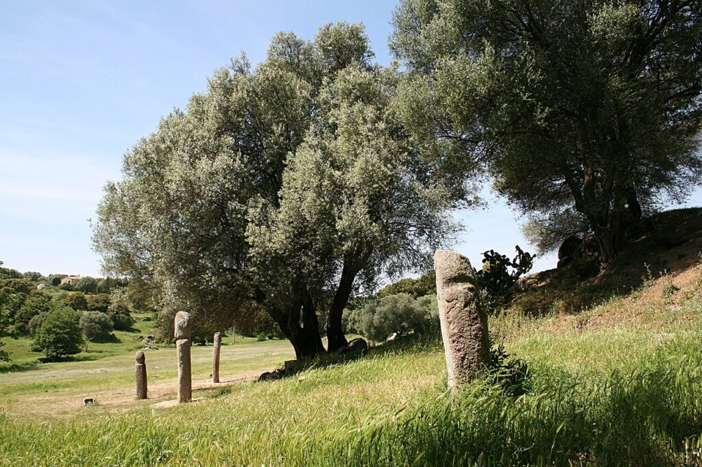 Statues-menhirs sous les oliviers de Filitosa