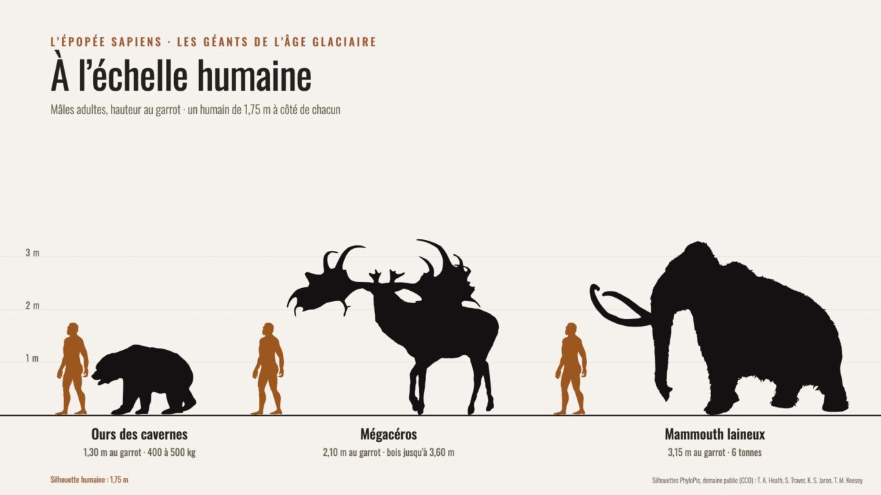 Infographie : silhouettes d’un ours des cavernes (1,30 m au garrot), d’un mégacéros (2,10 m) et d’un mammouth laineux (3,15 m), chacun à côté d’une silhouette humaine de 1,75 m.