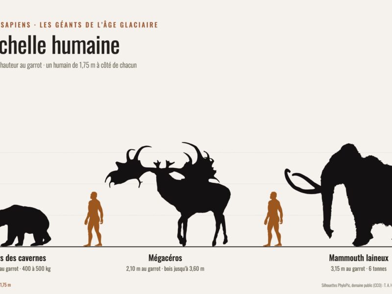 Infographie : silhouettes d’un ours des cavernes (1,30 m au garrot), d’un mégacéros (2,10 m) et d’un mammouth laineux (3,15 m), chacun à côté d’une silhouette humaine de 1,75 m.
