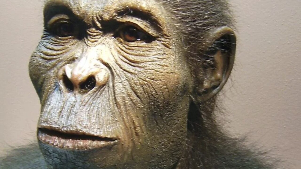 Reconstitution du visage d'Homo habilis