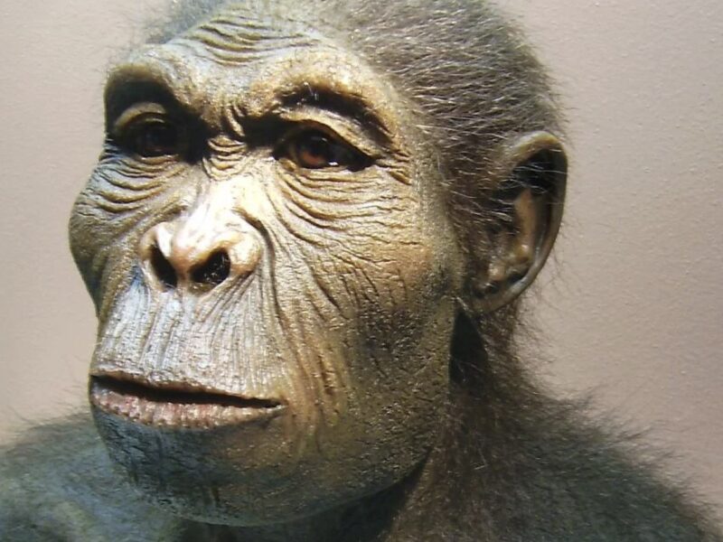 Homo habilis