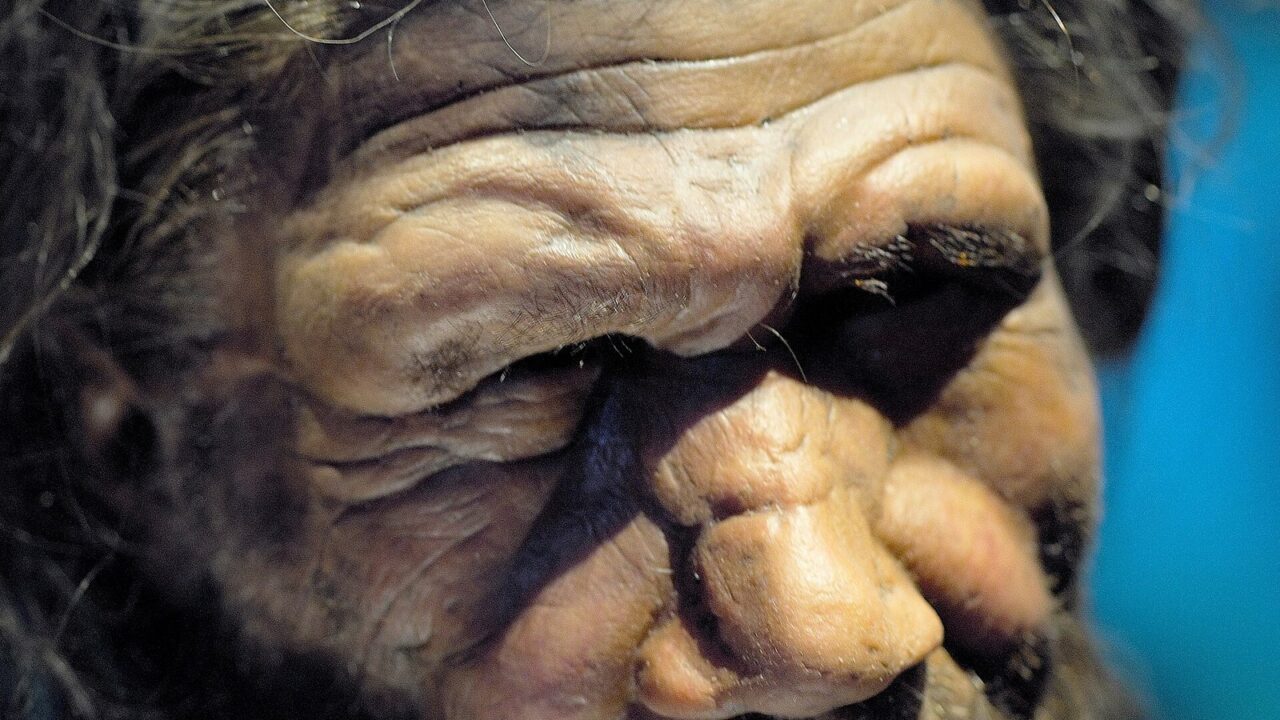 Homo neanderthalensis