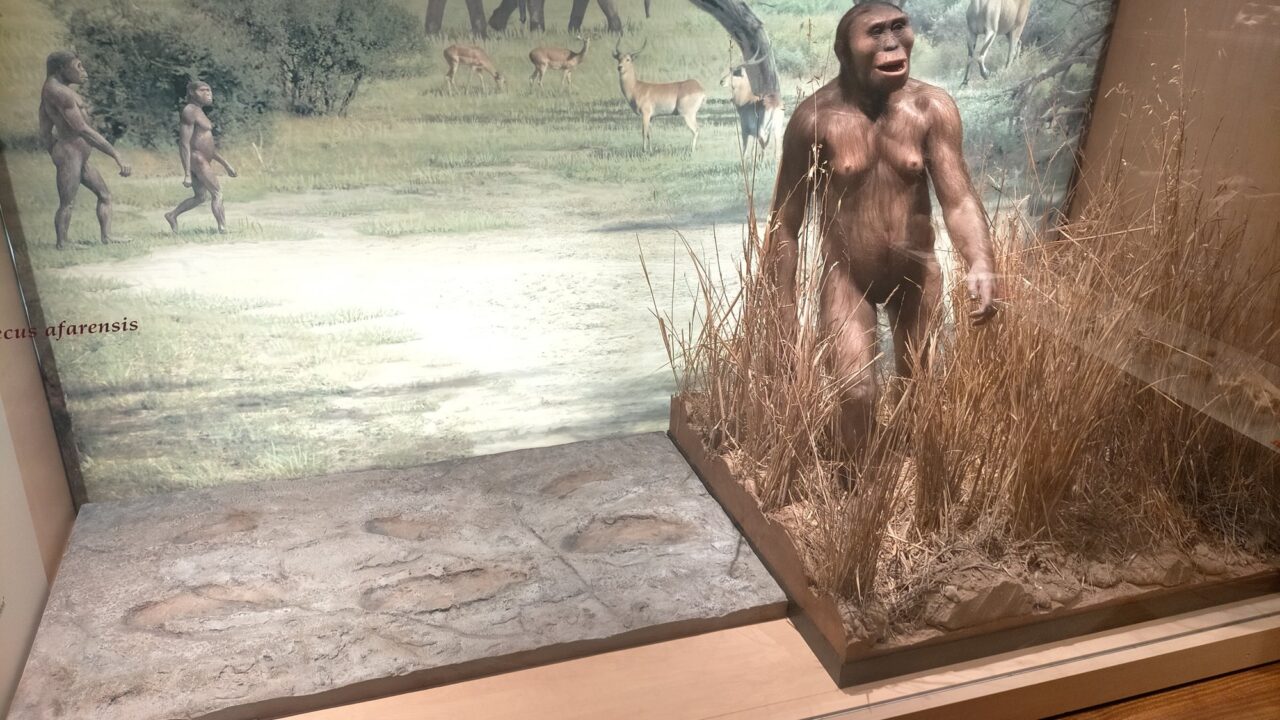 Reconstitution d’Australopithecus afarensis et réplique des empreintes de Laetoli, Madrid