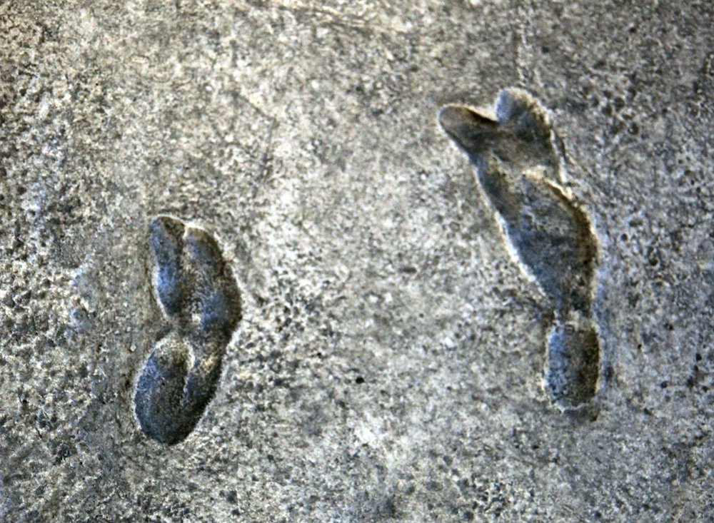 Deux empreintes de Laetoli, moulage