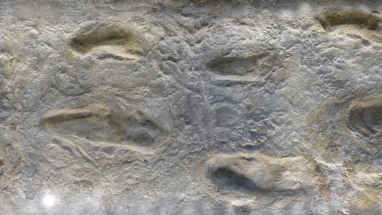 Moulages des empreintes de Laetoli, Musée d’histoire naturelle de Vienne