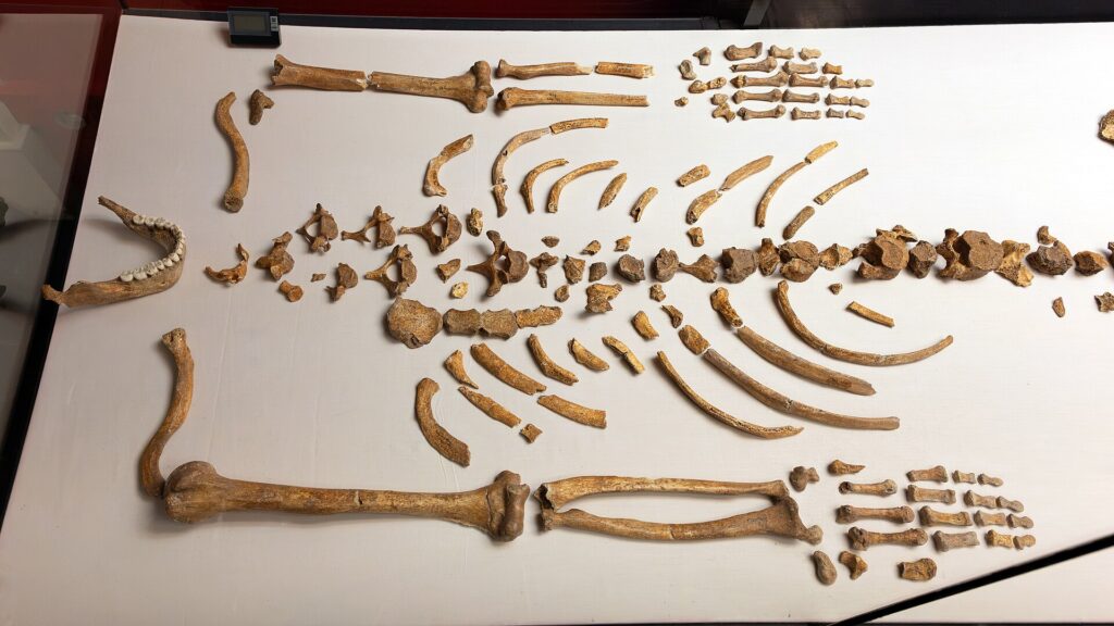 Restes de l’homme du Regourdou (mandibule, dents, os du haut du corps) exposés au MAAP