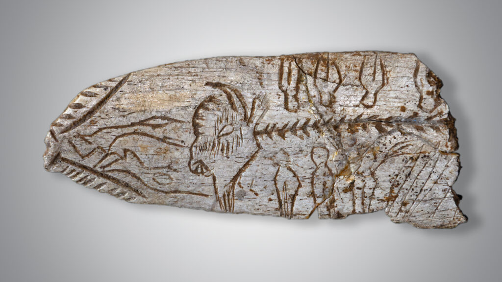 Fragment d’os gravé de l’abri de Raymonden, exposé au MAAP