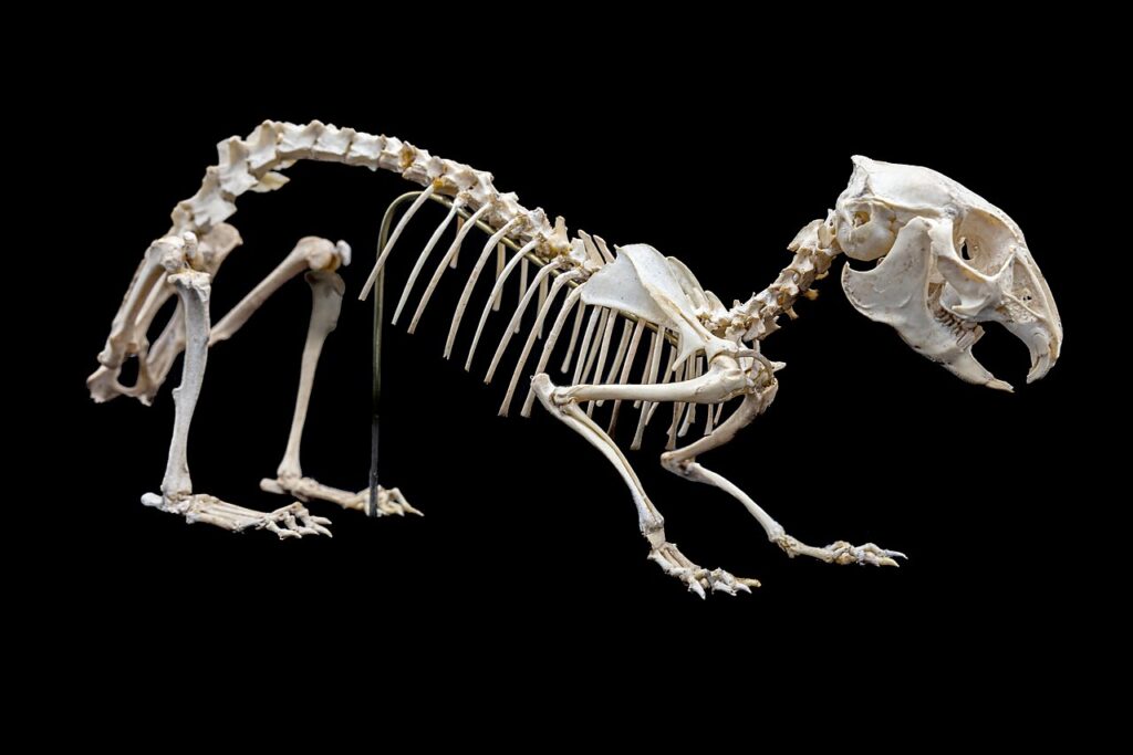 Squelette de prolagus, petit lagomorphe disparu de Corse