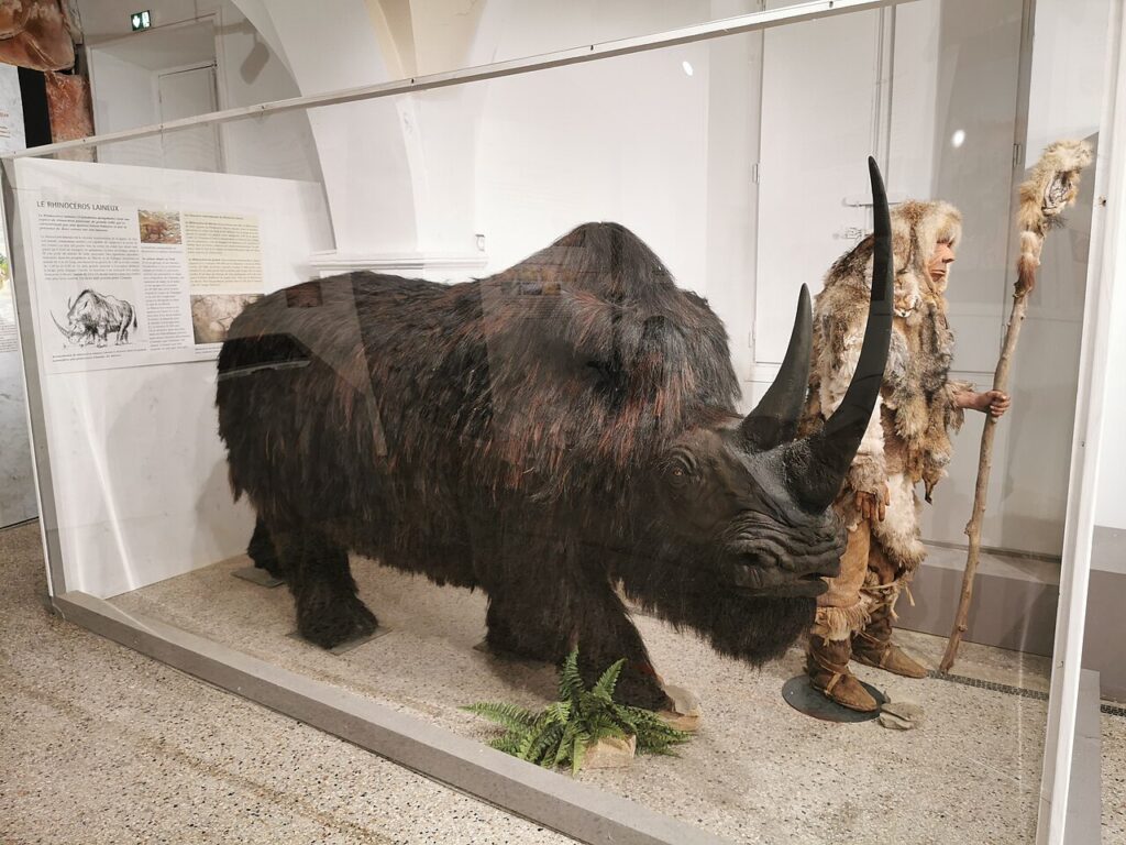 Rhinocéros laineux naturalisé face à un chasseur préhistorique
