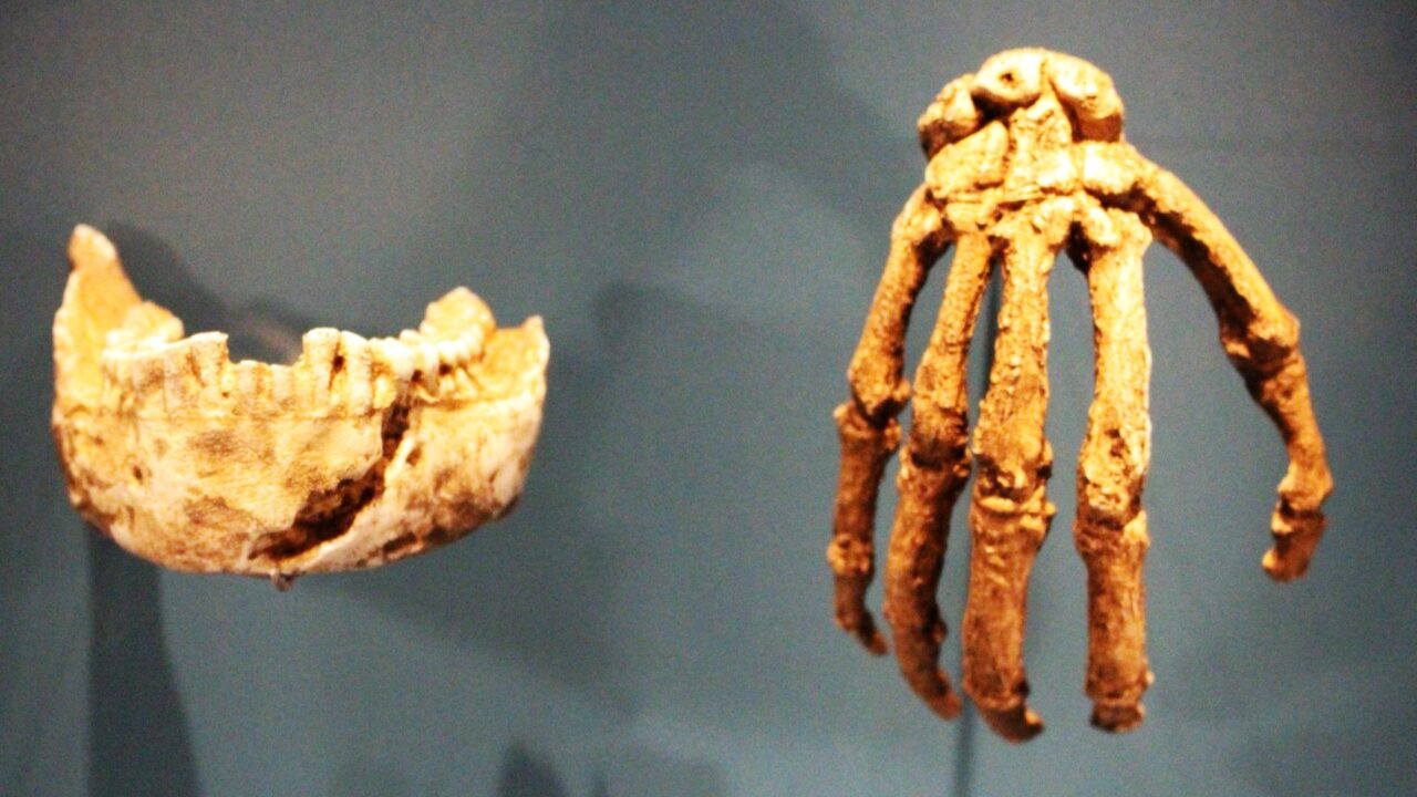 Main et mâchoire d’Homo naledi