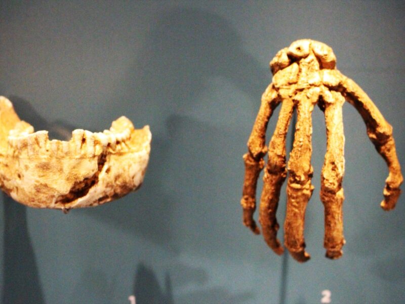 Main et mâchoire d’Homo naledi