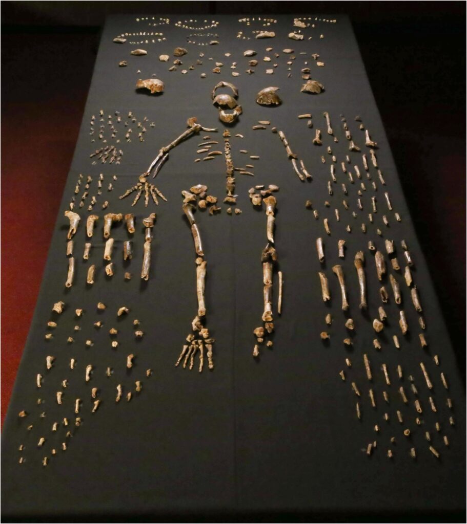 Les ossements d’Homo naledi de la chambre Dinaledi