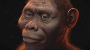Lucy et les australopithèques