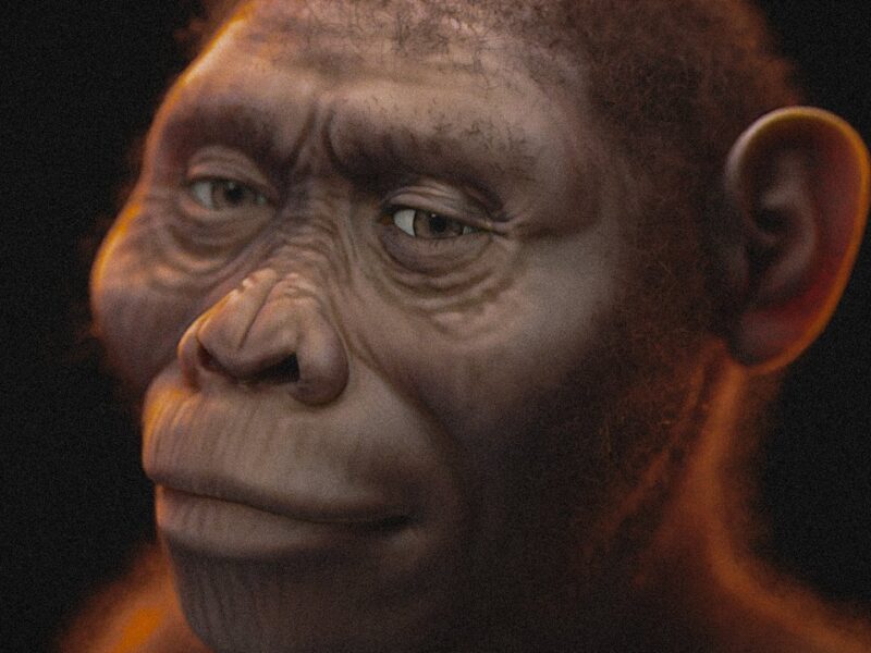 Lucy et les australopithèques