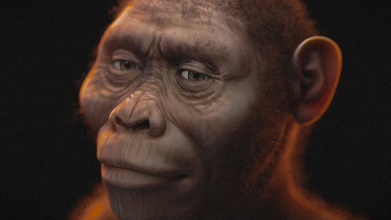 Reconstitution d'un australopithèque (Australopithecus afarensis)