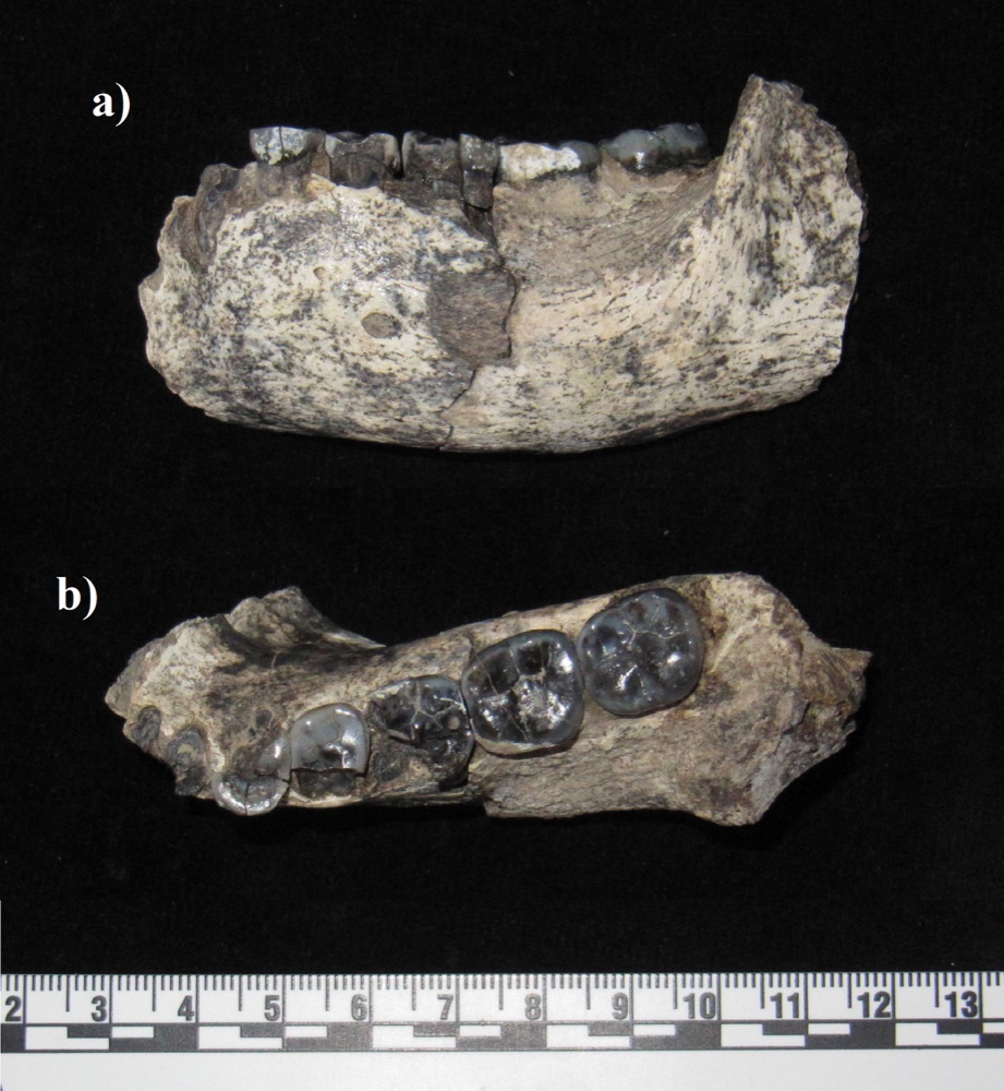 Mandibule LD 350-1 de Ledi-Geraru