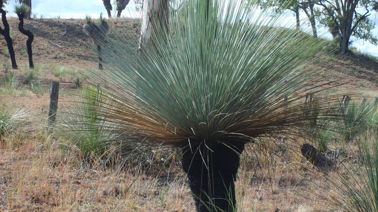 Arbre à herbe, Xanthorrhoea