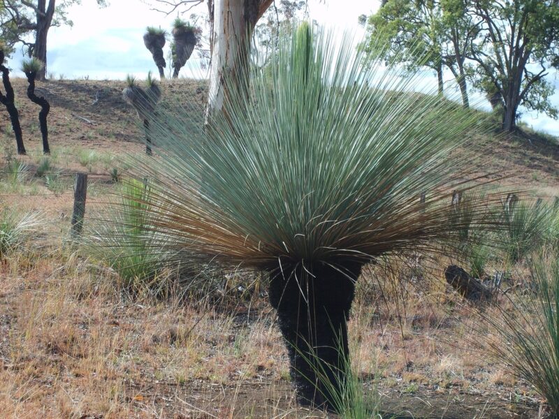 Arbre à herbe, Xanthorrhoea