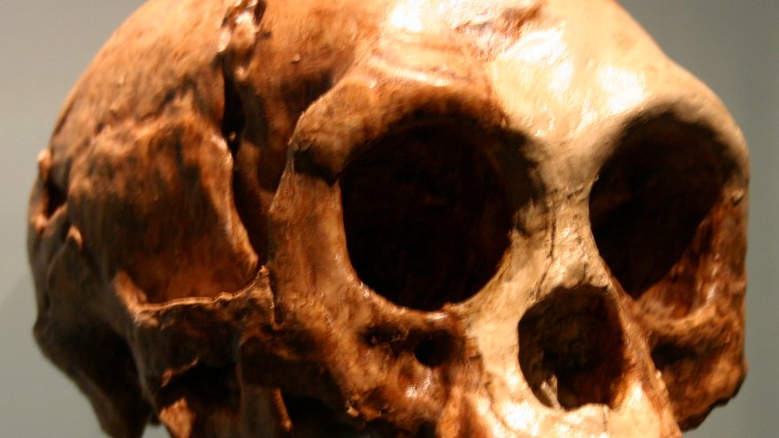 Pourquoi Homo floresiensis était-il si petit ?