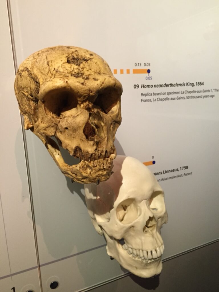 Néandertal et Cro-Magnon : quelles différences ?