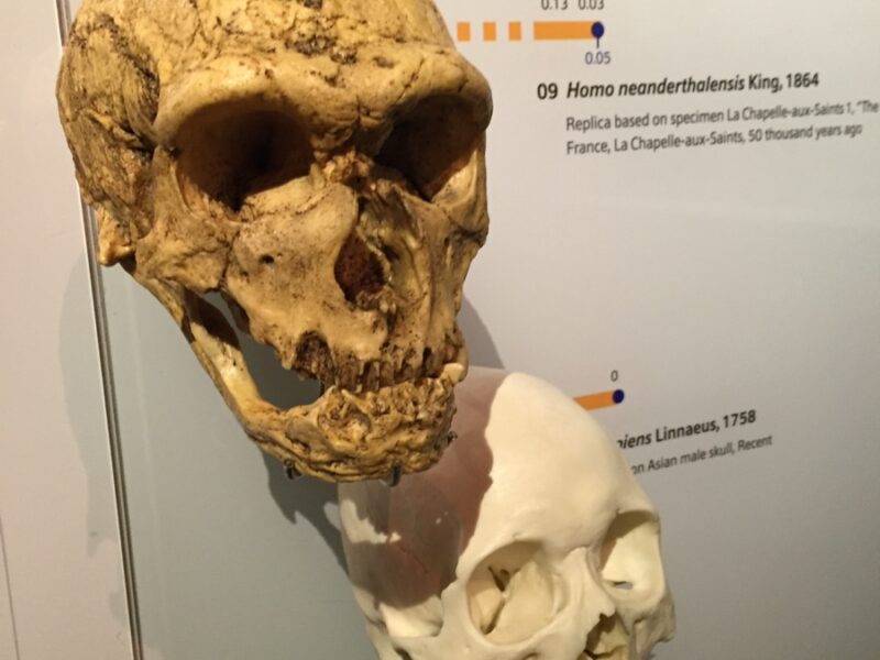 Crânes Néandertal / sapiens