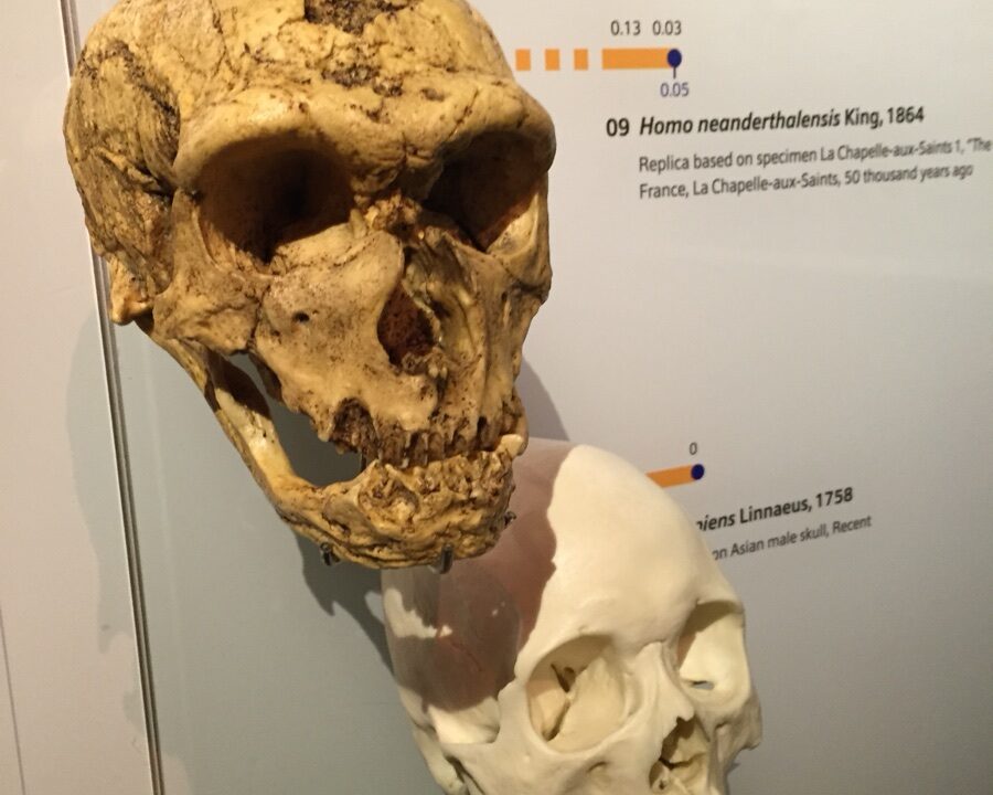 Crânes de Néandertal et d’Homo sapiens