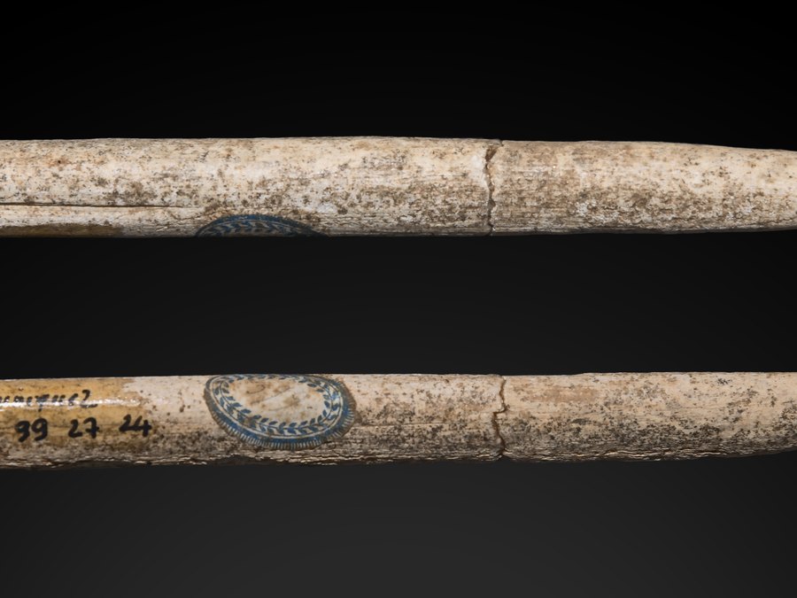 Pointe de sagaie (Muséum de Toulouse)