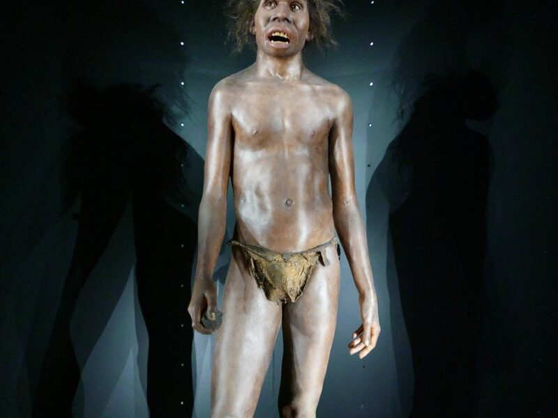 Reconstitution d’un hominidé, au musée de l’Évolution humaine de Burgos