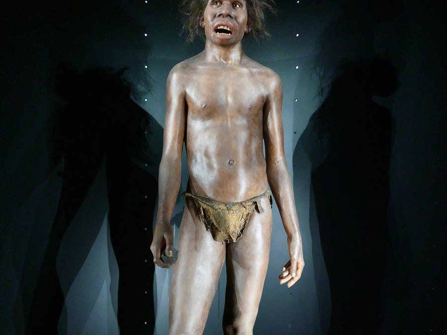 Reconstitution d’un hominidé, au musée de l’Évolution humaine de Burgos
