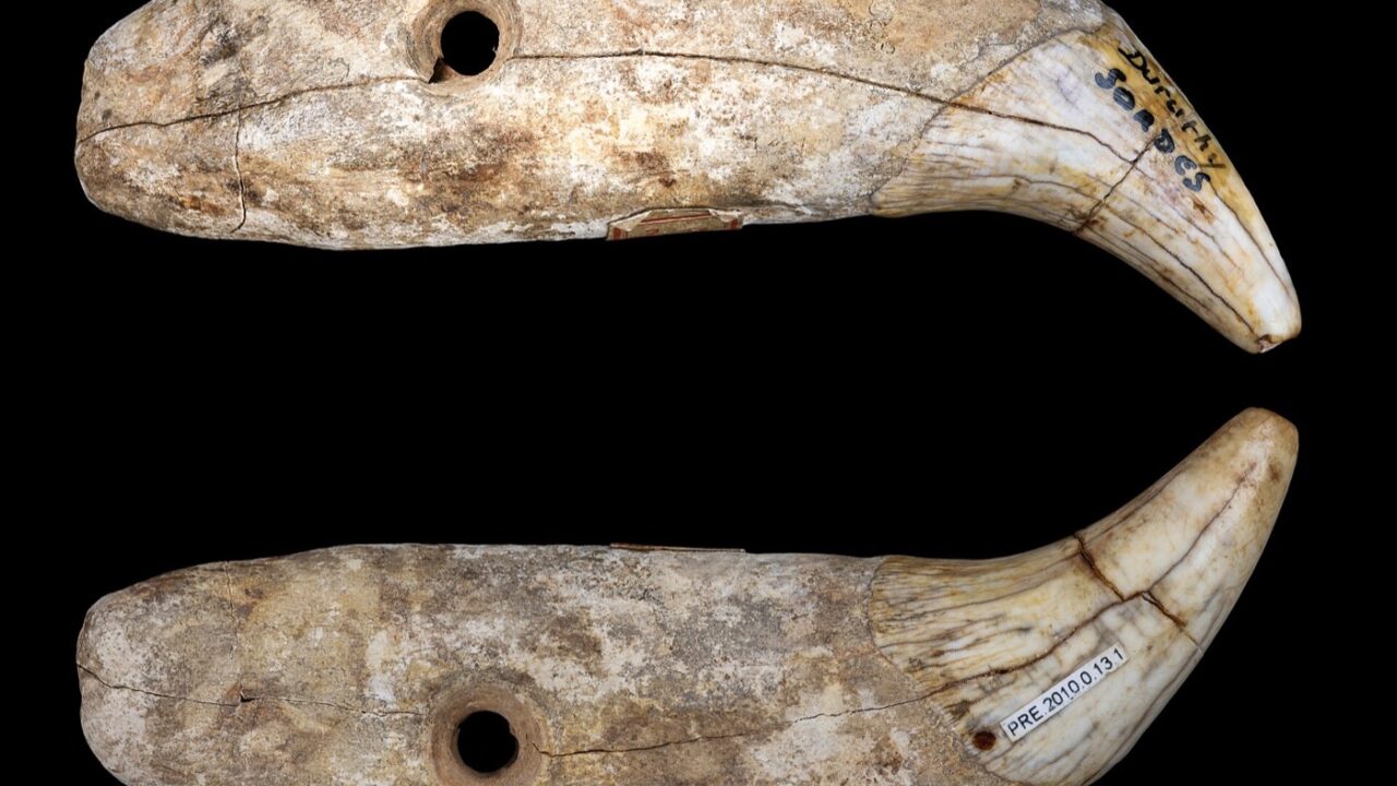 Dents d'ours percées, grotte Duruthy, musée de Toulouse